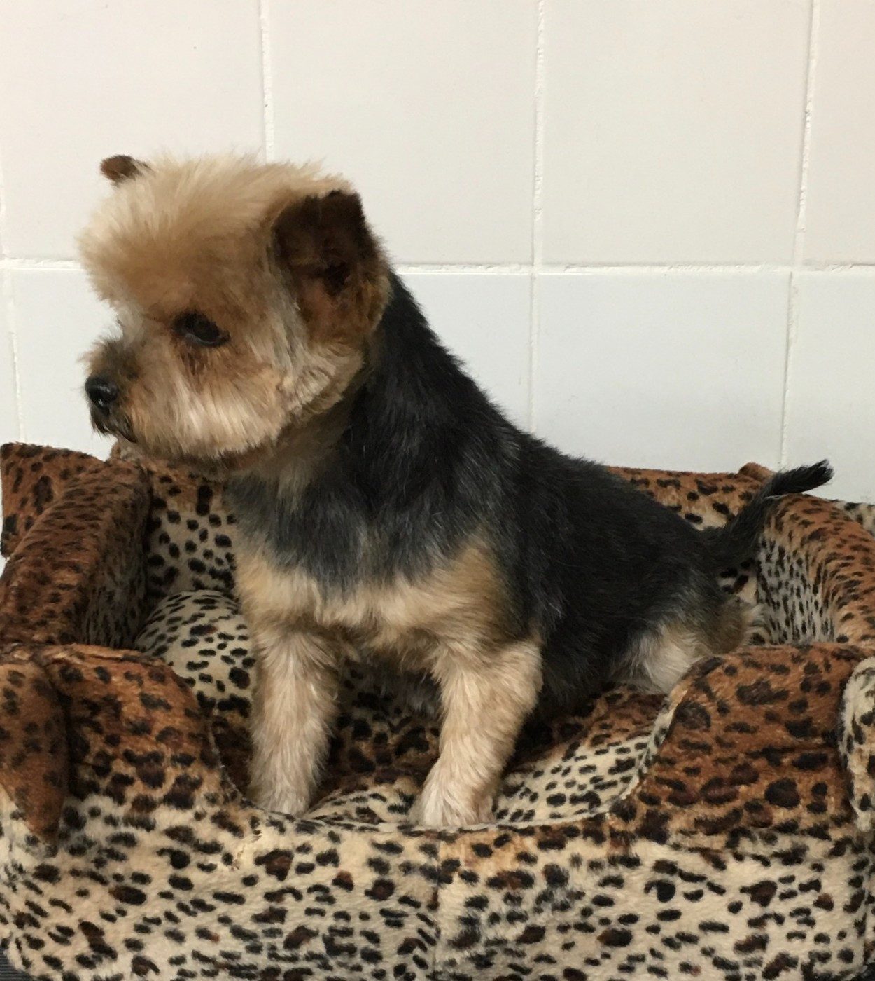 Eternal show Sharbest Magicstar