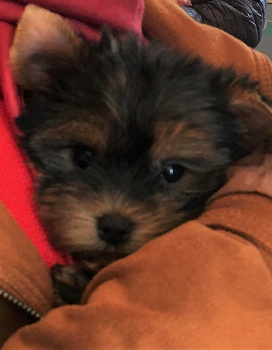 Magicstar - Chiots disponibles - Yorkshire Terrier