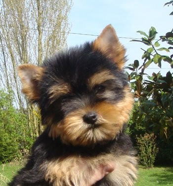 Magicstar - Yorkshire Terrier - Portée née le 20/09/2025