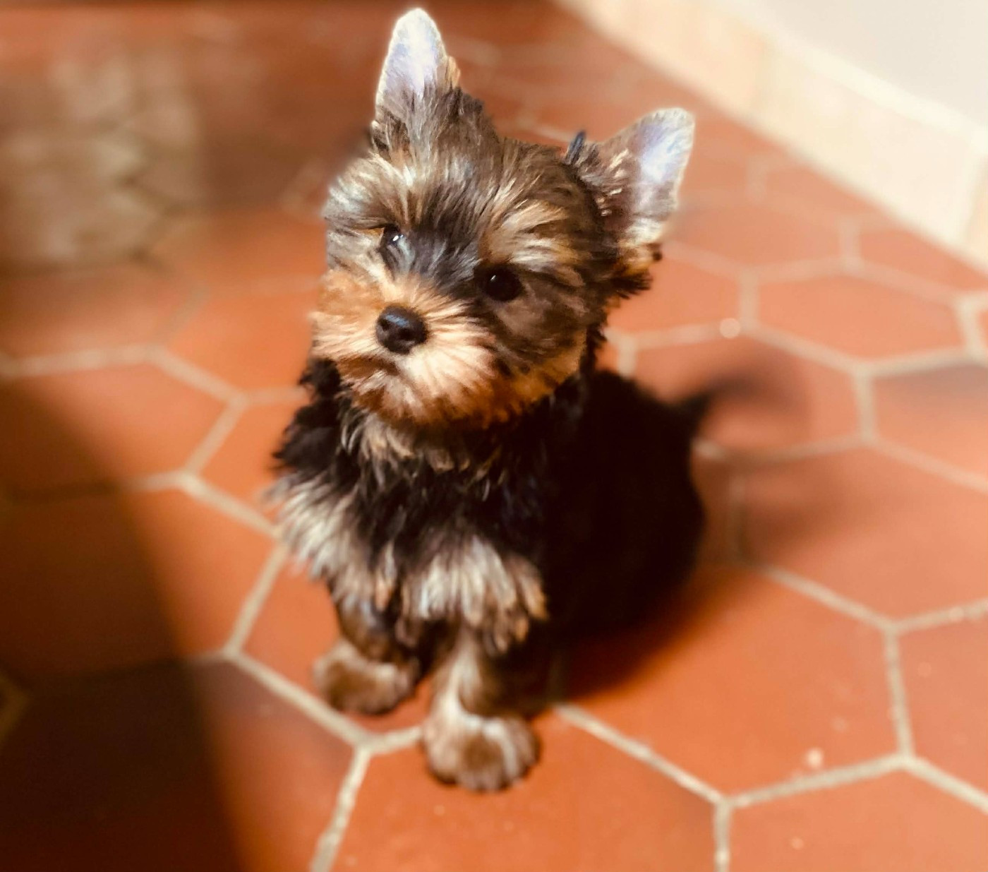 Magicstar - Chiots disponibles - Yorkshire Terrier