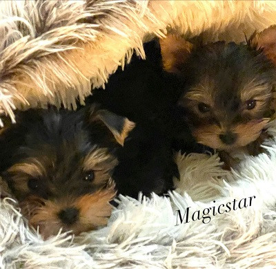 Chiot Yorkshire Terrier Magicstar