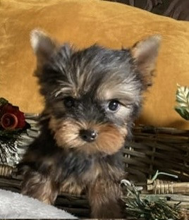 Magicstar - Chiots disponibles - Yorkshire Terrier