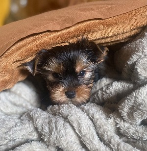 Benny
