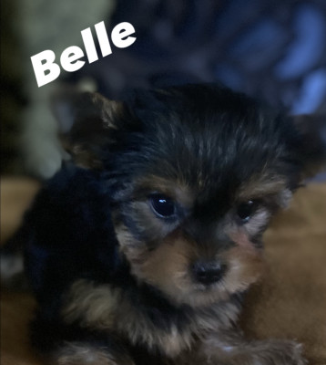 Belle