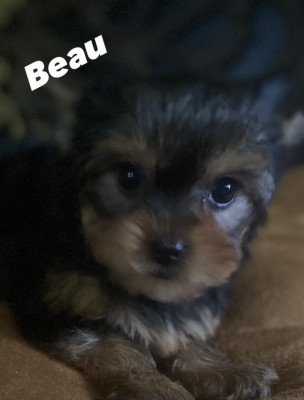 Beau