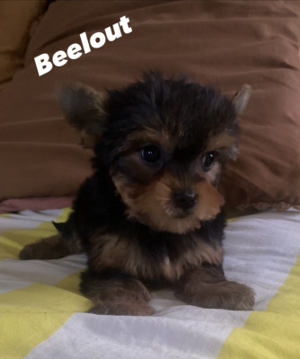 Beelout